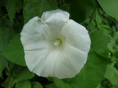 Unique grande fleur blanche (jusque 6 ou 7 cm de diamètre). Agrandir dans une nouvelle fenêtre (ou onglet)